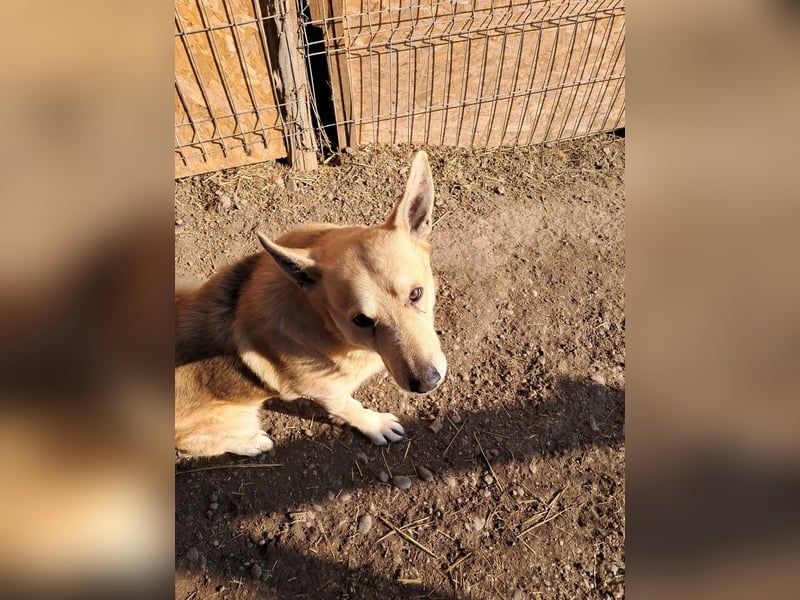 Spencer - dein Seelenhund?