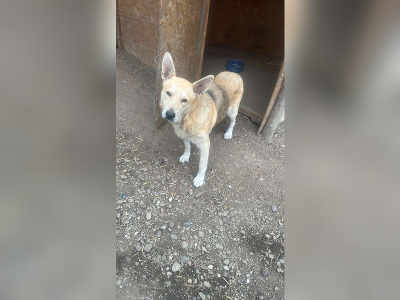 Spencer - dein Seelenhund?
