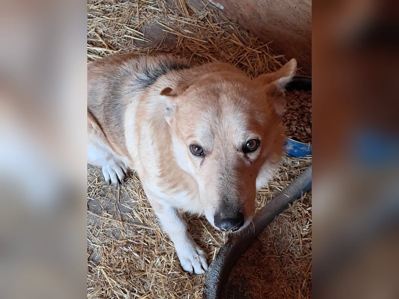 Spencer - dein Seelenhund?
