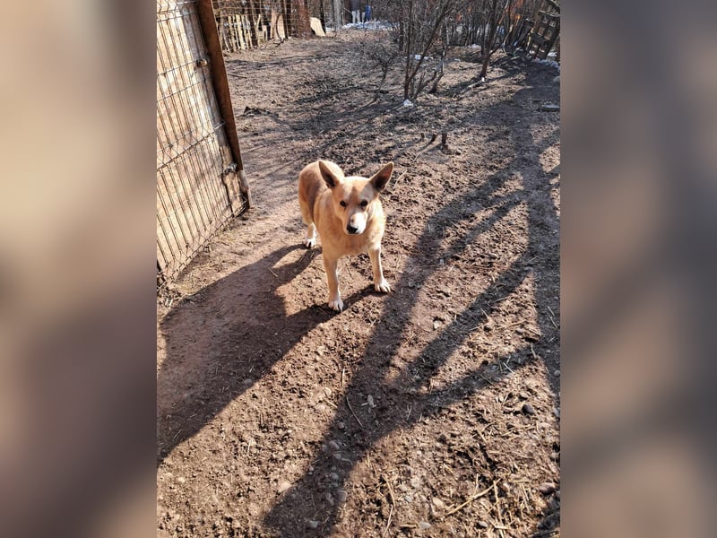 Spencer - dein Seelenhund?