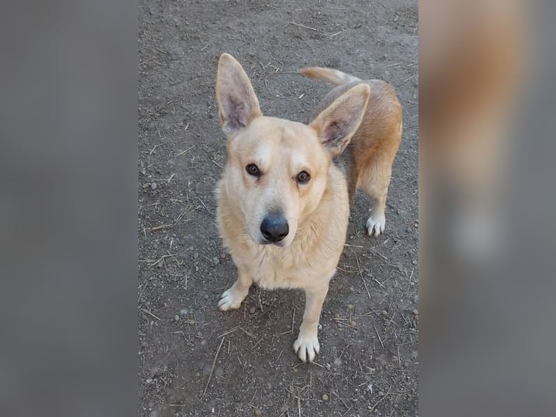 Spencer - dein Seelenhund?