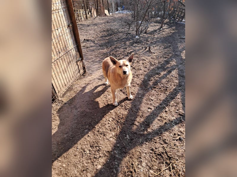 Spencer - dein Seelenhund?