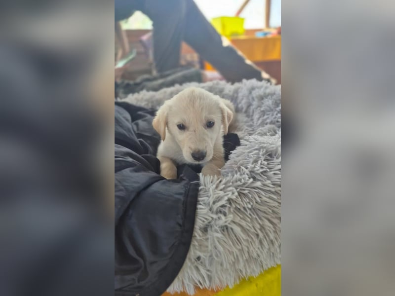aufgeweckter Welpenjunge CAMPINO