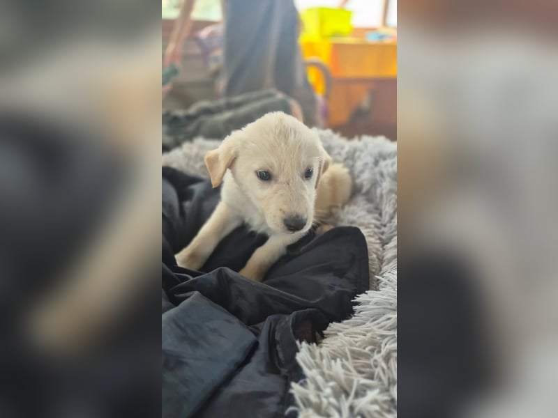 aufgeweckter Welpenjunge CAMPINO