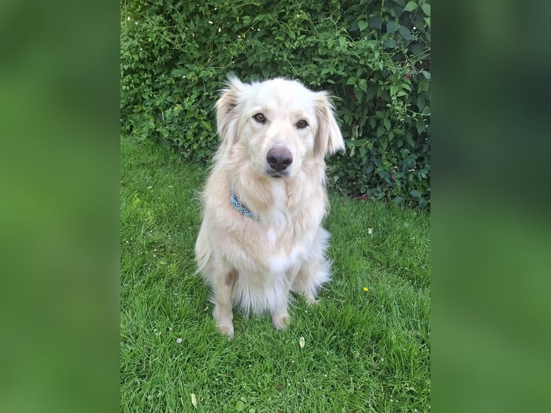Taxo ist ein ruhiger, verschmuster Hund