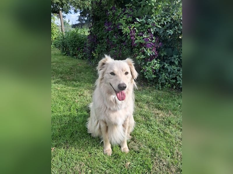 Taxo ist ein ruhiger, verschmuster Hund