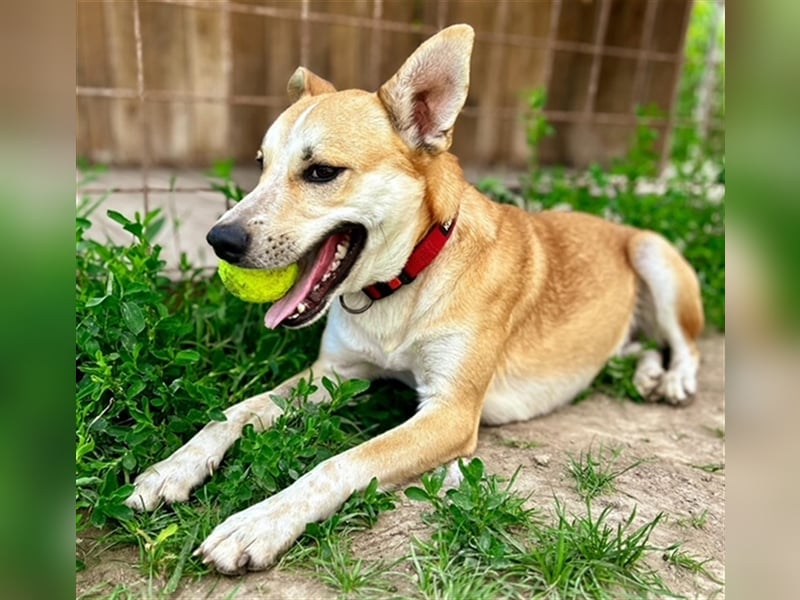 Budy S228 ist ein weltoffener Hundebub