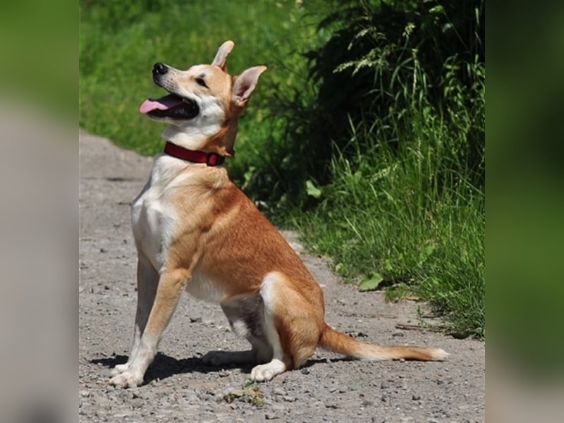 Budy S228 ist ein weltoffener Hundebub