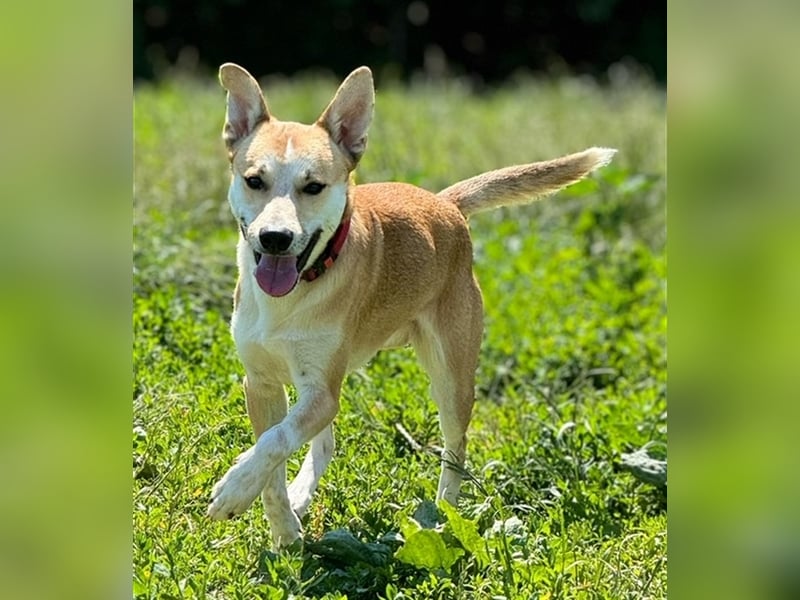 Budy S228 ist ein weltoffener Hundebub