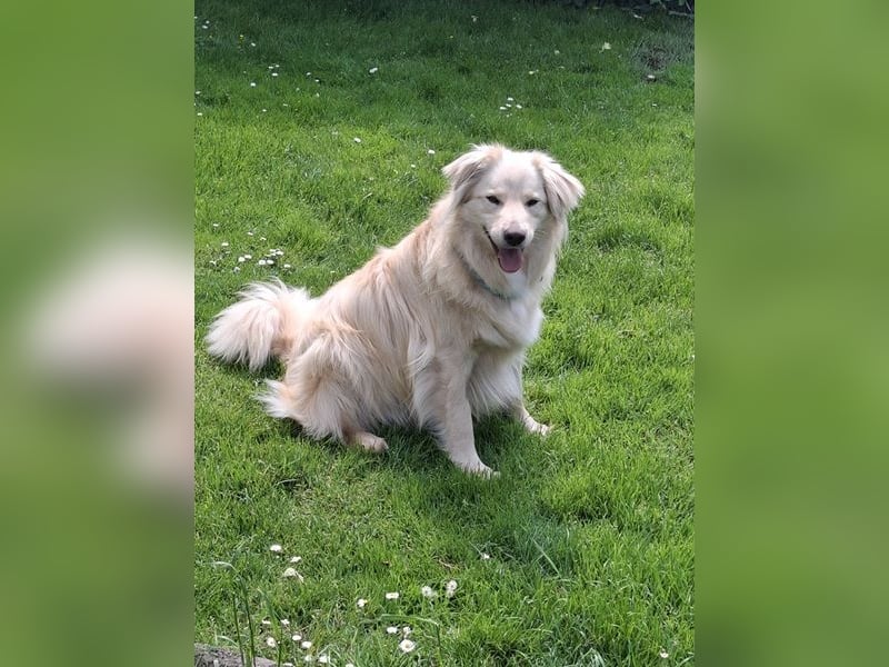 Taxo ist ein ruhiger, verschmuster Hund