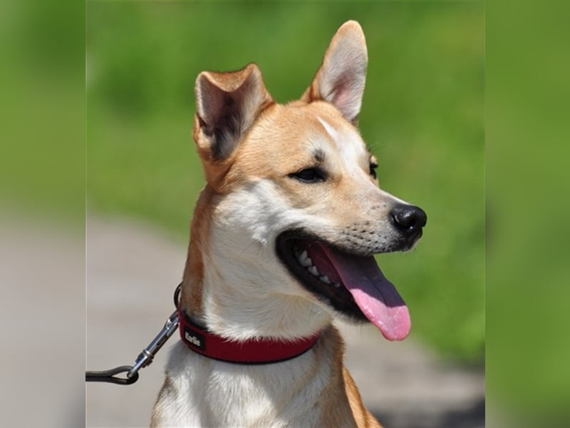 Budy S228 ist ein weltoffener Hundebub