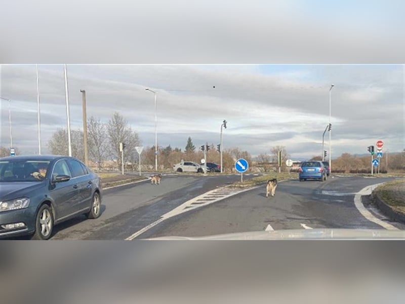Dzordzo ist ein kluger, ausgeglichener Gefährte