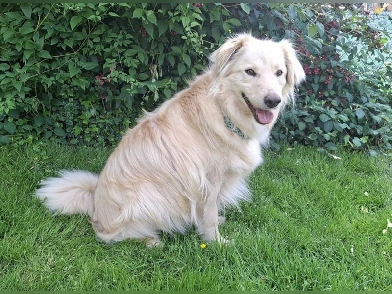 Taxo ist ein wundervoller Hundebub