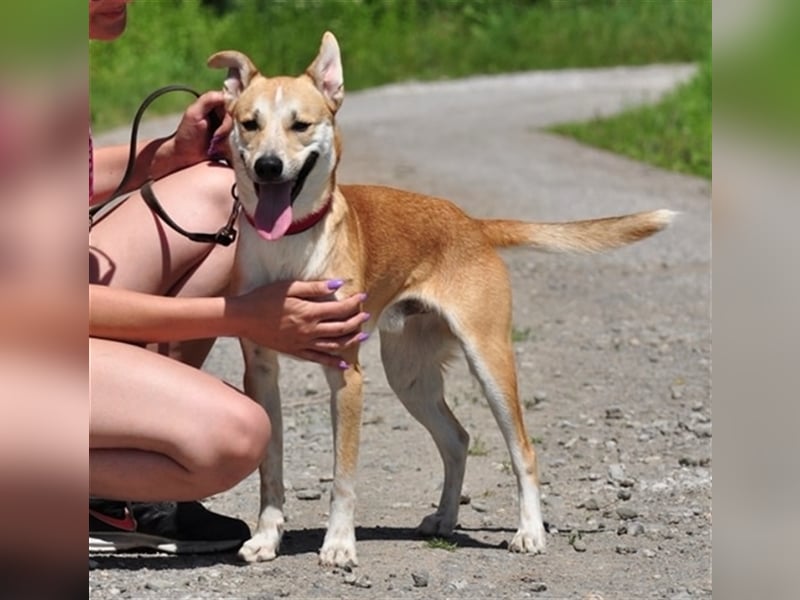 Budy S228 ist ein weltoffener Hundebub