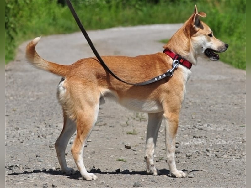 Budy S228 ist ein weltoffener Hundebub