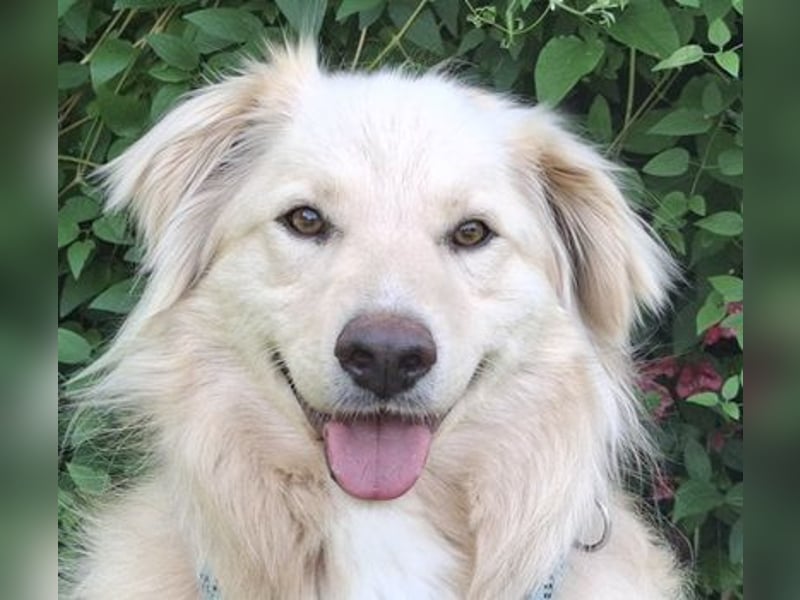 Taxo ist ein ruhiger, verschmuster Hund