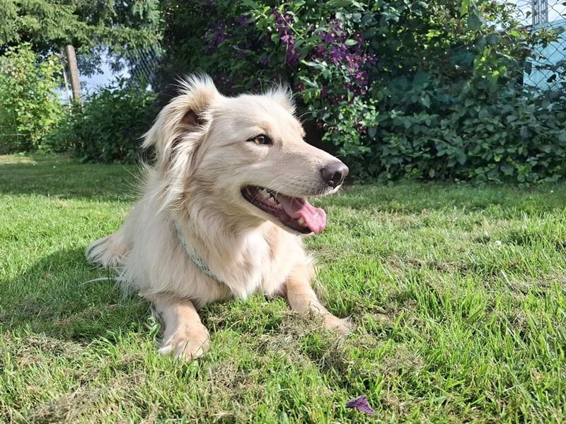 Taxo ist ein ruhiger, verschmuster Hund