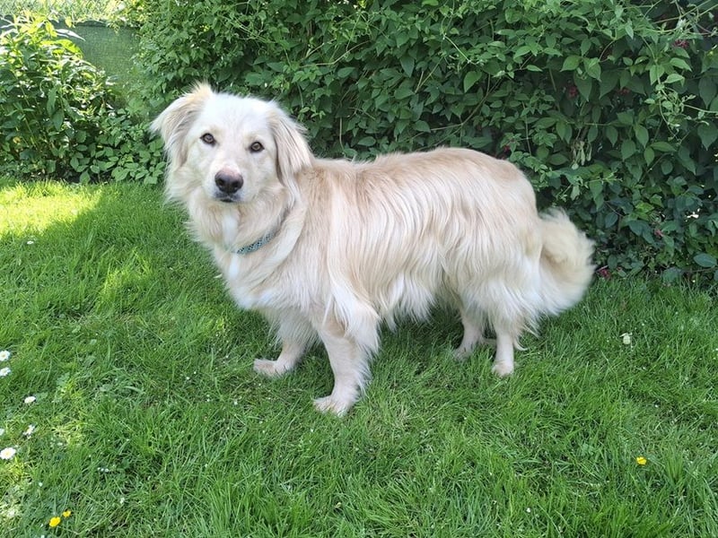 Taxo ist ein ruhiger, verschmuster Hund