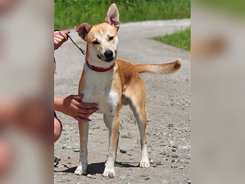 Budy S228 ist ein weltoffener Hundebub