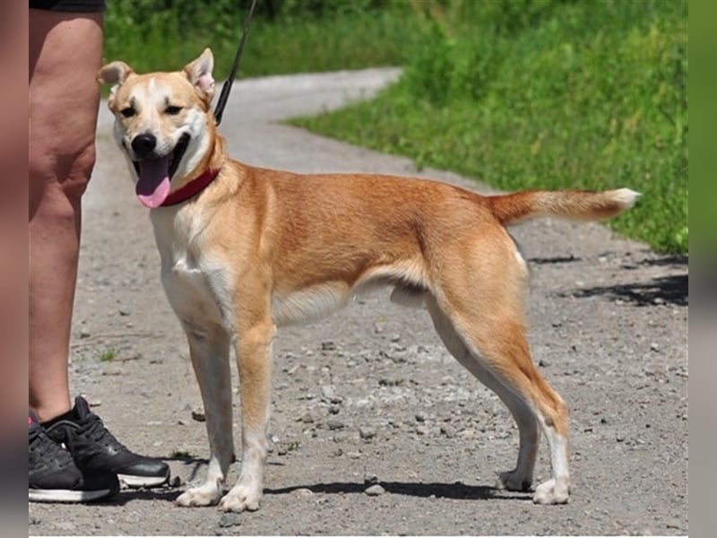 Budy S228 ist ein weltoffener Hundebub