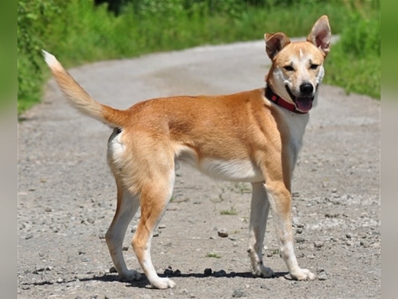 Budy S228 ist ein weltoffener Hundebub