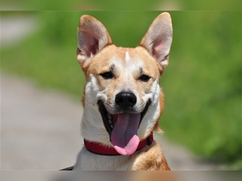 Budy S228 ist ein weltoffener Hundebub
