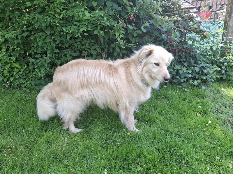 Taxo ist ein ruhiger, verschmuster Hund