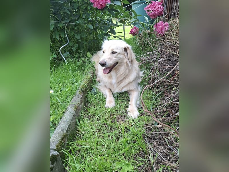 Taxo ist ein ruhiger, verschmuster Hund