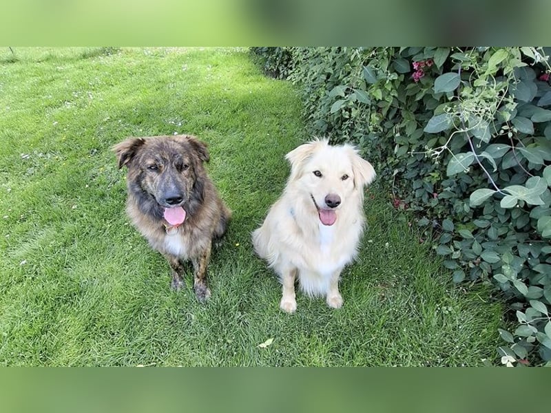 Taxo ist ein ruhiger, verschmuster Hund