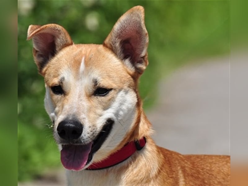 Budy S228 ist ein weltoffener Hundebub