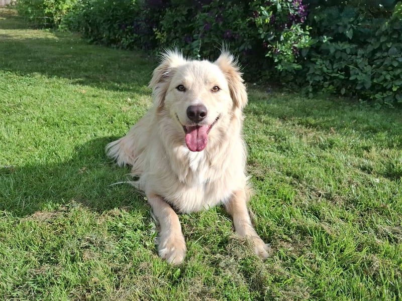 Taxo ist ein ruhiger, verschmuster Hund