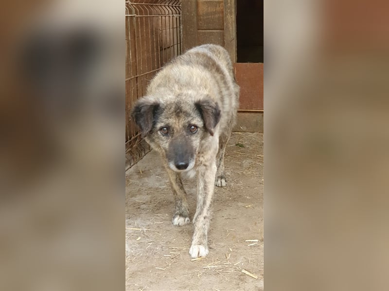 "Opa" Hiena  (Santuhalm-Shelter Rumänien)