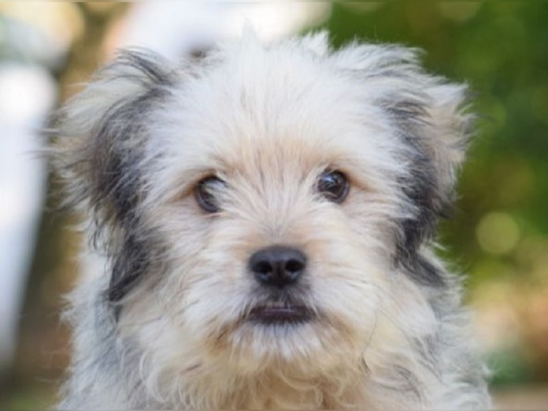 ♥SAMSON♥ ab Ende Juni auf PS bei Duisburg-zuckersüßer, noch etwas schüchterner, so lieber Welpe 26cm
