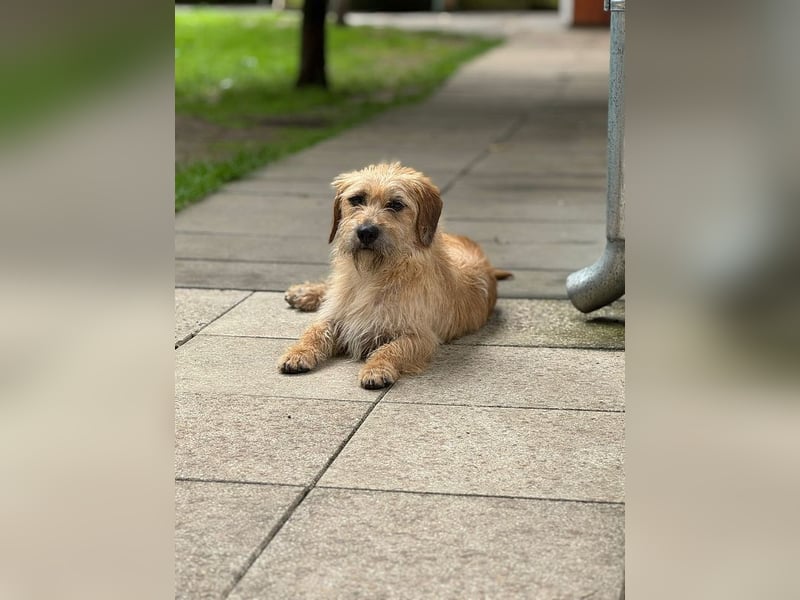 ♥BUCKY♥ auf Pflegestelle bei Köln - verschmuster, cleverer kleiner Strahlemann 38 cm