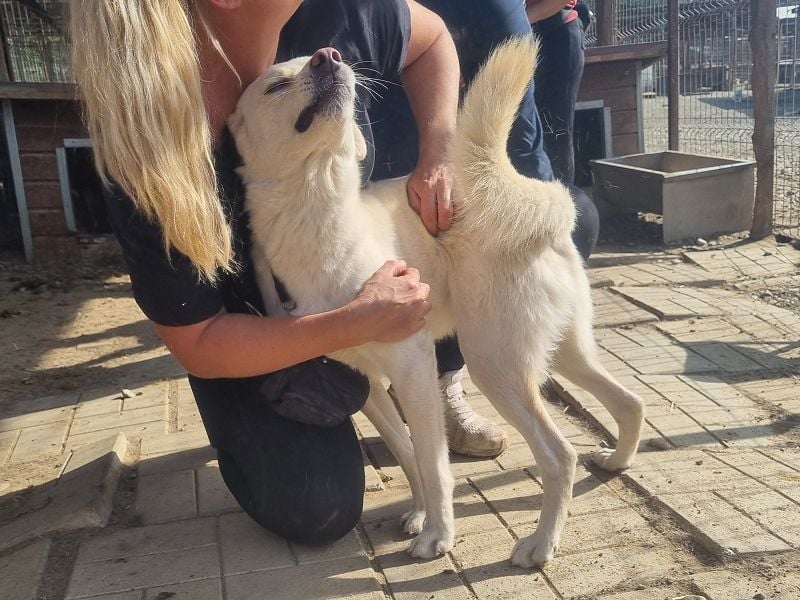♥PATSCHI♥ toller Rüde, der Umarmungen und Streicheleinheiten so sehr liebt 54 cm