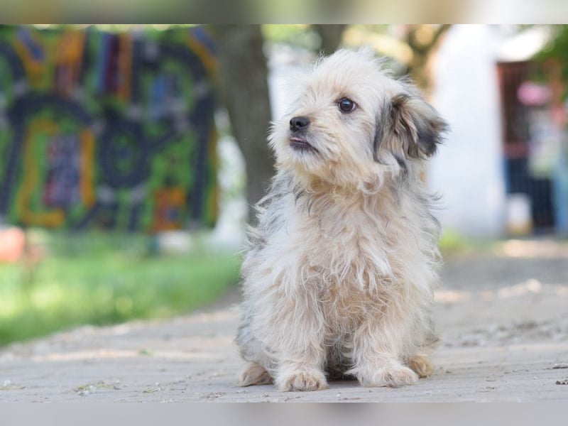 ♥SAMSON♥ ab Ende Juni auf PS bei Duisburg-zuckersüßer, noch etwas schüchterner, so lieber Welpe 26cm