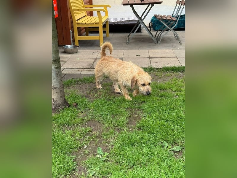 ♥BUCKY♥ neu auf Pflegestelle bei Köln - verschmuster, cleverer kleiner Strahlemann 38 cm
