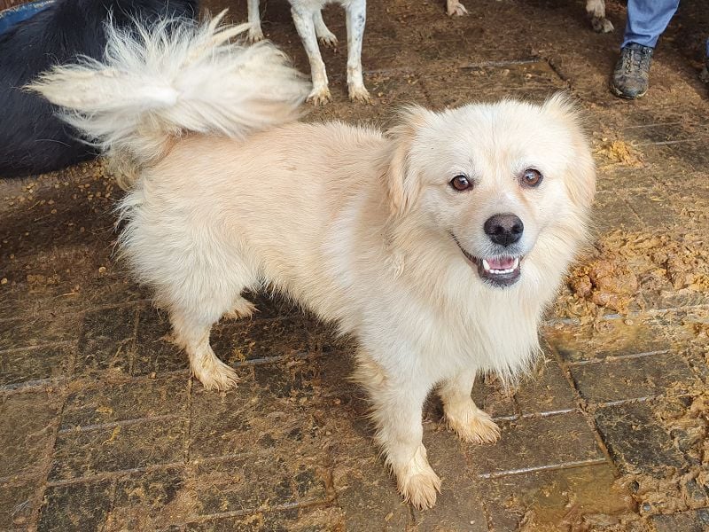 ♥CHARLY♥ so menschenbezogener, süßer Rüde, für den es besonders schwer ist, im Tierheim zu sein 44cm