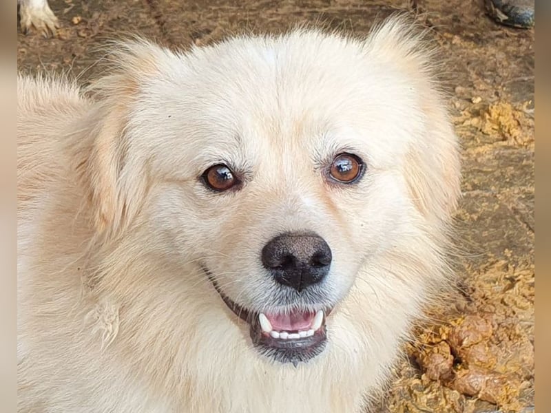 ♥CHARLY♥ so menschenbezogener, süßer Rüde, für den es besonders schwer ist, im Tierheim zu sein 44cm