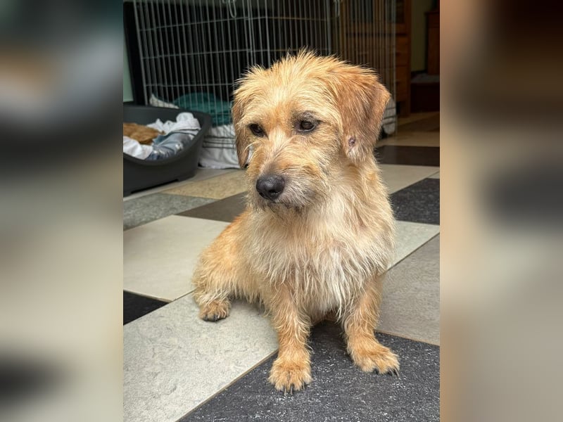 ♥BUCKY♥ neu auf Pflegestelle bei Köln - verschmuster, cleverer kleiner Strahlemann 38 cm