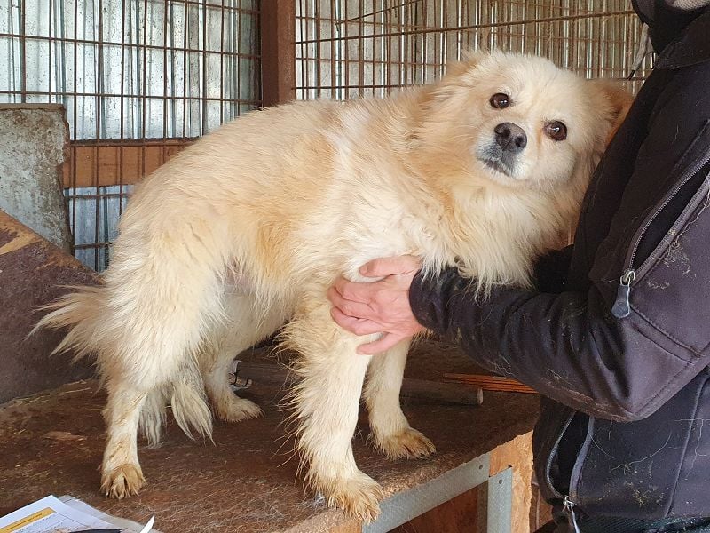 ♥CHARLY♥ so menschenbezogener, süßer Rüde, für den es besonders schwer ist, im Tierheim zu sein 44cm