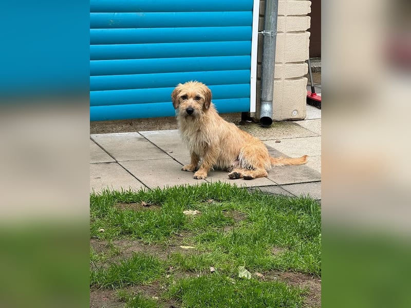♥BUCKY♥ neu auf Pflegestelle bei Köln - verschmuster, cleverer kleiner Strahlemann 38 cm