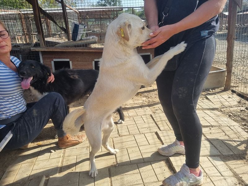 ♥PATSCHI♥ toller Rüde, der Umarmungen und Streicheleinheiten so sehr liebt 54 cm