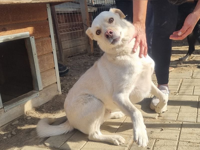 ♥PATSCHI♥ toller Rüde, der Umarmungen und Streicheleinheiten so sehr liebt 54 cm