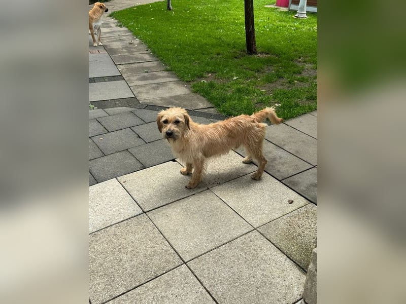 ♥BUCKY♥ neu auf Pflegestelle bei Köln - verschmuster, cleverer kleiner Strahlemann 38 cm