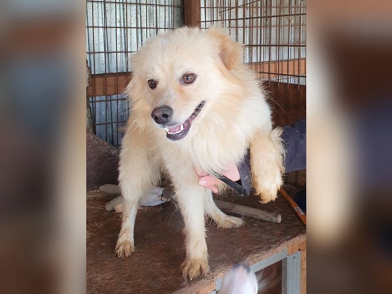 ♥CHARLY♥ so menschenbezogener, süßer Rüde, für den es besonders schwer ist, im Tierheim zu sein 44cm