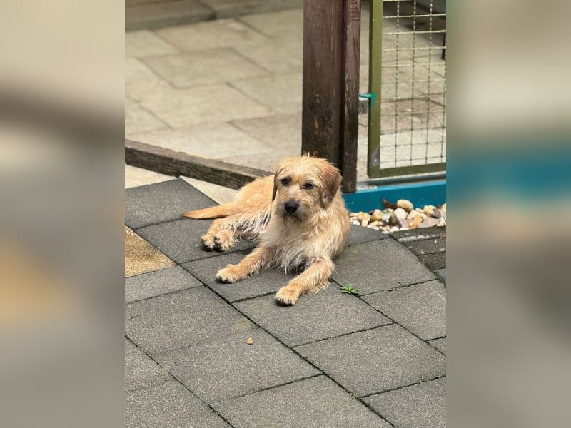 ♥BUCKY♥ neu auf Pflegestelle bei Köln - verschmuster, cleverer kleiner Strahlemann 38 cm