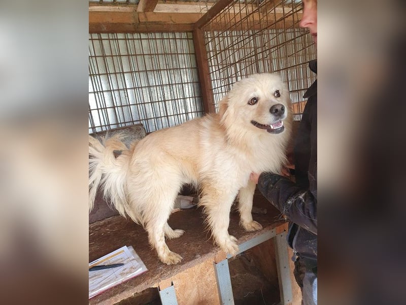 ♥CHARLY♥ so menschenbezogener, süßer Rüde, für den es besonders schwer ist, im Tierheim zu sein 44cm