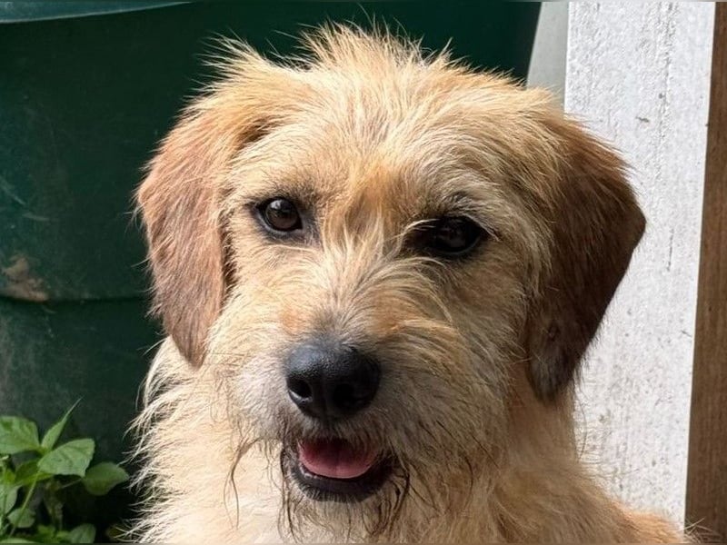 ♥BUCKY♥ neu auf Pflegestelle bei Köln - verschmuster, cleverer kleiner Strahlemann 38 cm