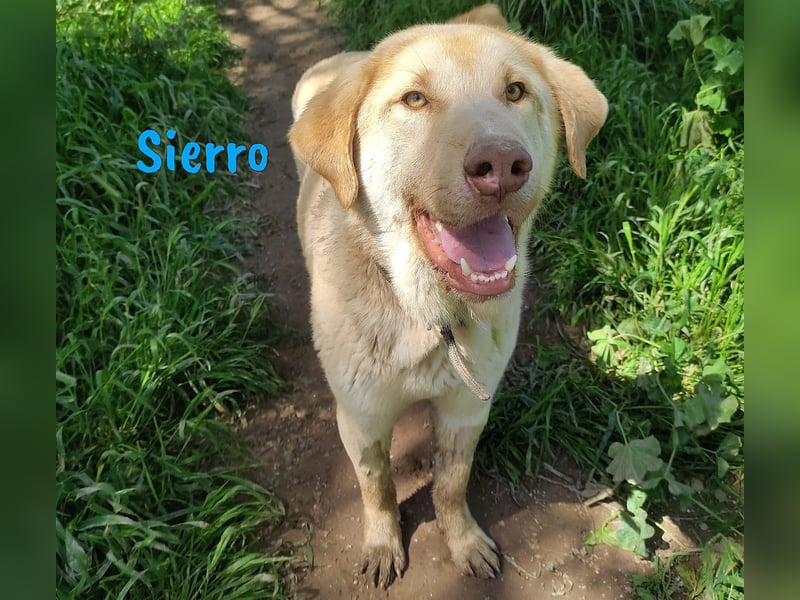 Sierro 04/2024 (ESP Pflegestelle) - gutmütiger, genügsamer und verschmuster Herdenschutz-Mix Rüde!
